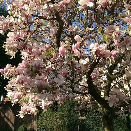 Lägenhet Berger Heidelberg